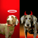 Chien ange ou d�mon