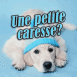 Labrador portant un bonnet bleu "Une petite caresse?"
