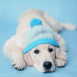 Labrador portant un bonnet bleu