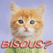 Chaton roux mignon "Bisous?"