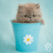 Chaton dans un gobelet bleu