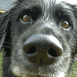 Chien en gros plan