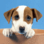 Chiot sortant d'un pot de fleurs