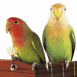 Couple d'ins�parables sur une guitare
