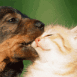 Comme chien et chat