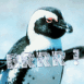 Pingouin "BRRR!"