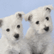 Chiots fox-terrier