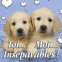 Chiots labrador "Toi...Moi...Ins�parables!"
