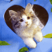 Chaton sortant d'un coeur