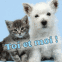 Chien et chat "Toi et moi"