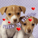 Chiots rouquins "pleins de bisous"