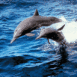 Deux dauphins c�te-�-c�te