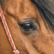 Gros plan sur un cheval