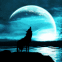 Loup hurlant au clair de lune