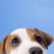 Regard de chien attendrissant