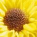 Fleur des champs jaune