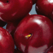 Cerises bien m�res