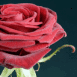 Rose rouge velours