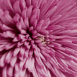 Gros plan de chrysanth�me