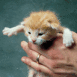 B�b� chaton rouquin