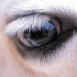 Oeil de cheval