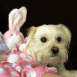 Chiot et peluche lapin