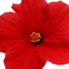 Fleur rouge
