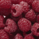 Framboises