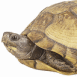 Gros plan de tortue