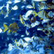 Banc de poissons tropicaux