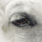 Oeil de cheval blanc