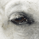 Oeil de cheval blanc
