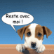 Chiot dans un pot "Reste avec moi!"