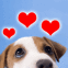 Regard de chien tendre avec des coeurs