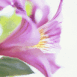 Lys fushia