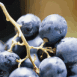Raisin noir en grappe