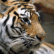 Tigre