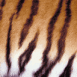 Motif fourrure de tigre