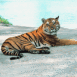 Tigre prenant un bain de soleil
