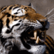 Tigre montrant ses crocs
