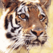 Tigre � l'aff�t de trois-quart