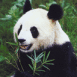 Panda au milieu des bambous