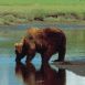 Ours brun au bord d'une rivi�re