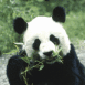 Panda durant son d�jeuner