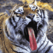 Tigre baillant