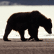 Ours brun � contre-jour