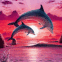 Dauphins et coucher de soleil rose