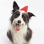 Chien de berger et chapeau de No�l