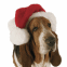Basset Hound avec chapeau de No�l