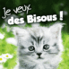 Chaton tigré blanc "Je veux des bisous!"